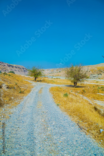 Iraqi countryside in autumn season weathered tree struggling in Iraqi desert