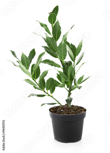 Fresh tree with bay leaves in flowerpot  isolated on white