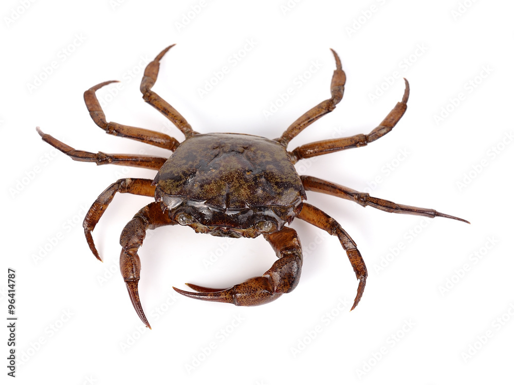 crab on white background