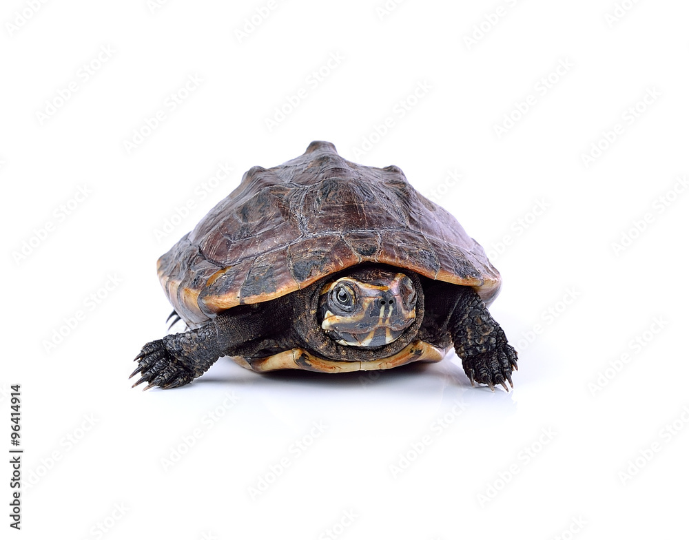 Obraz premium turtle on white background