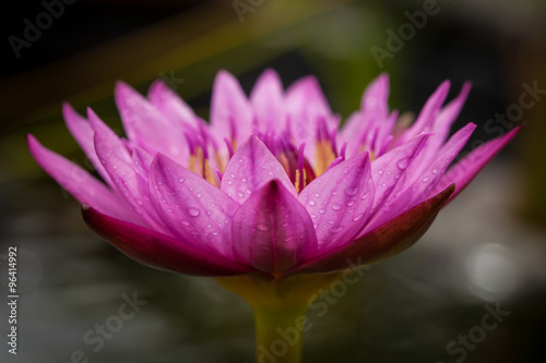 Pink Water Lily in Full Bloom