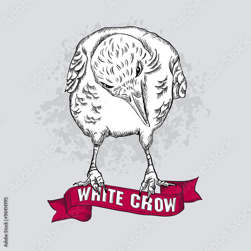 vector white crow 