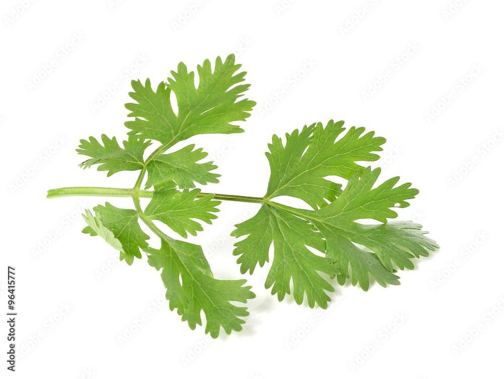 Fototapeta premium parsley isolated on white background.
