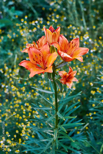 Лили на солнце