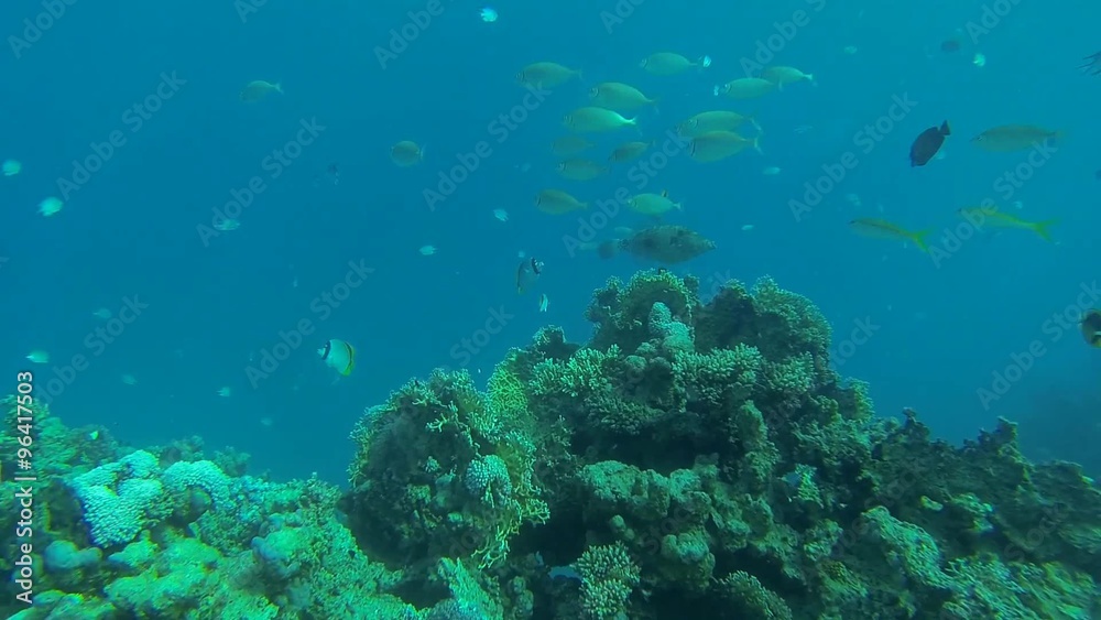 verschiedene fische im blauen meer
verschiedene fische im blauen meer