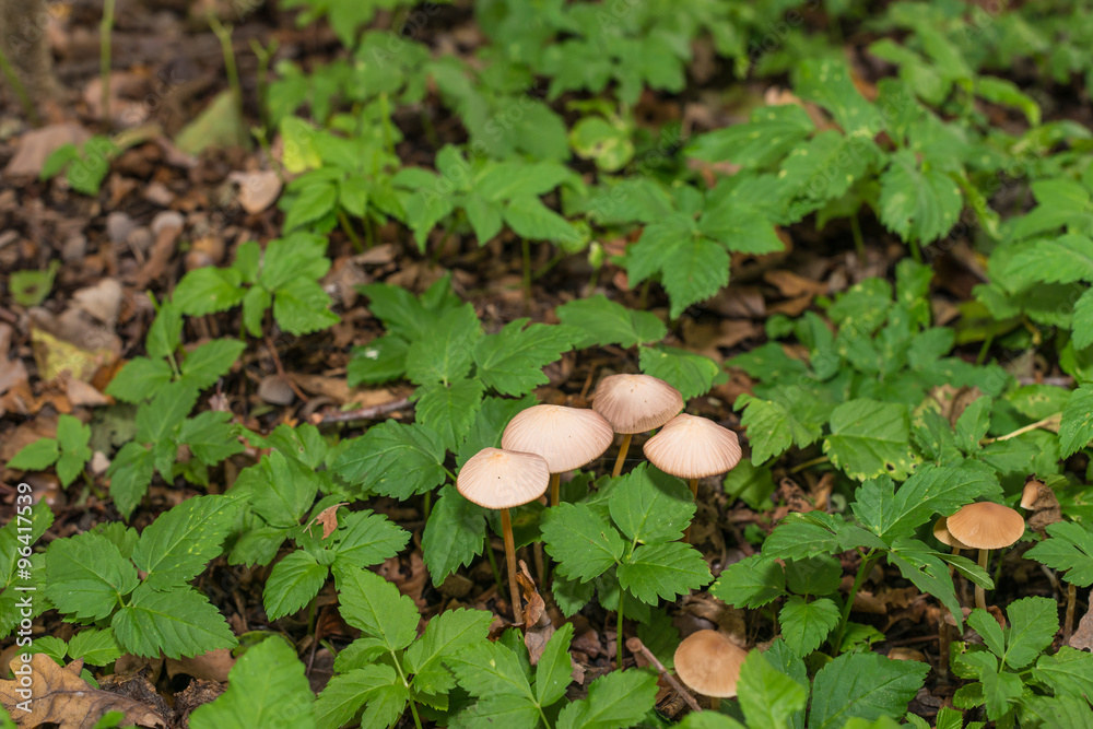 Mushrooms and fresh green wild plants Mushrooms and fresh green wild plants