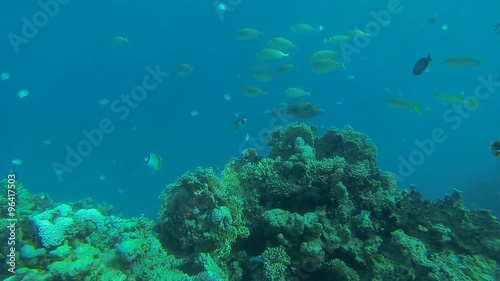 Wallpaper Mural verschiedene fische im blauen meer
 Torontodigital.ca