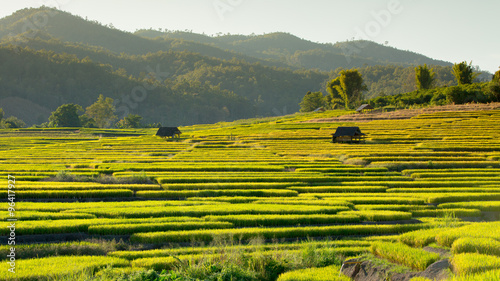 Rice fields on terraced in north Thailand, Mae jam, Chiang Mai,