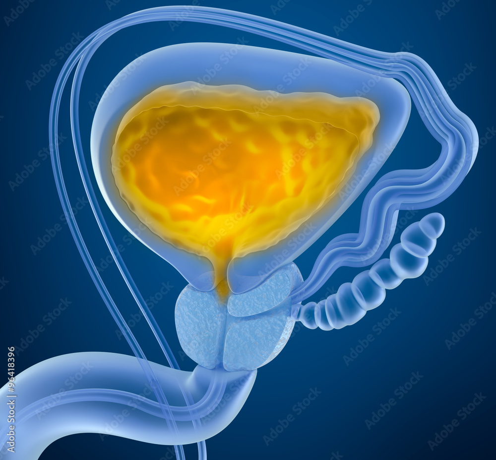 Urinary bladder with urine. Cross section of urinary bladder. XRay