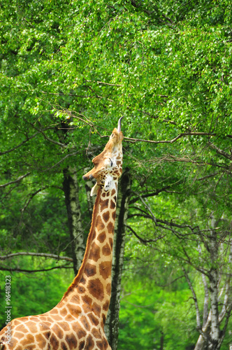 Giraffe reaching high into  a tree