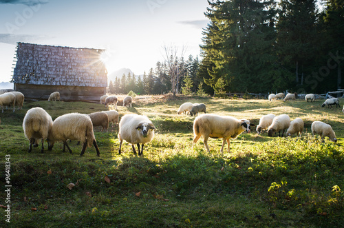 Flock of sheep grazing