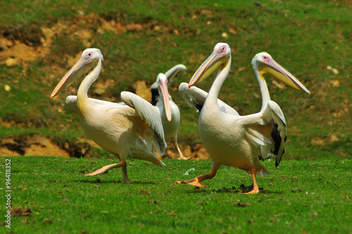 Pelicans in aerobics class © camerawithlegs