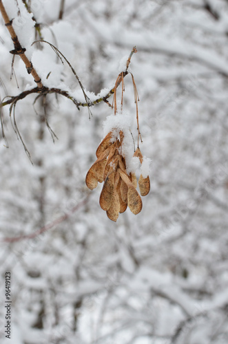 Maple branch with fruits under the snow  portrait orientation .