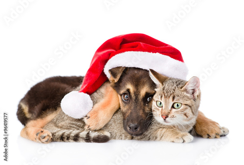 Fototapeta Naklejka Na Ścianę i Meble -  Cat and Dog with Santa Claus hat. isolated on white background