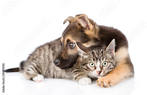 Fototapeta Naklejka Na Ścianę i Meble -  mixed breed dog embracing tabby cat. isolated on white backgroun