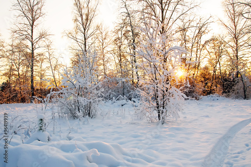 Sunset in the winter forest. Hoarfrost and Rime on trees.  Frost and snow on the branches. Beautiful winter nature. Panorama of the winter forest. The winter landscape. New year s fairy tale.