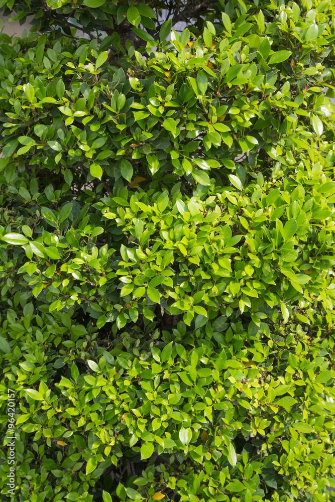 green leaf background texture. green leaf background texture.