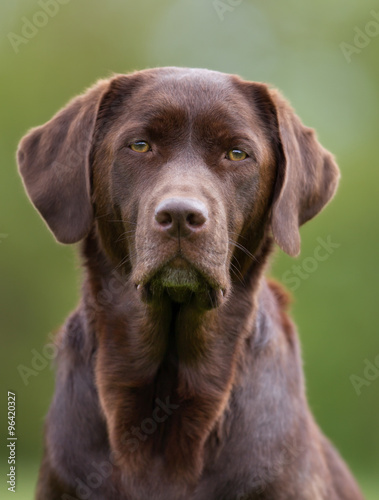 Face of Labrador Retriever dog
