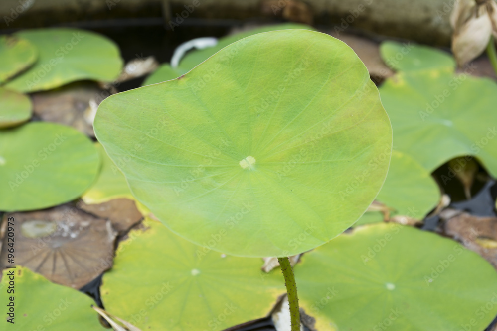 Water on Lotus leaf background Water on Lotus leaf background