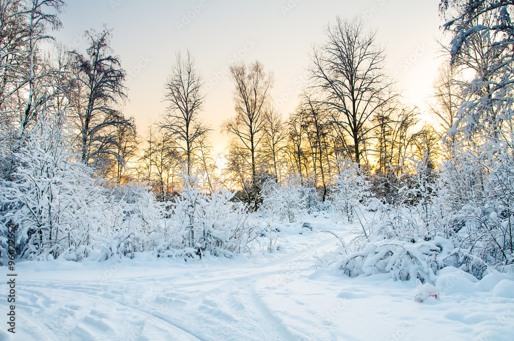 Frost on the trees in the forest. Cold winter day at sunset. Frost and snow on the branches. Beautiful winter nature. Panorama of the winter forest. The winter landscape. Christmas Pastorale.