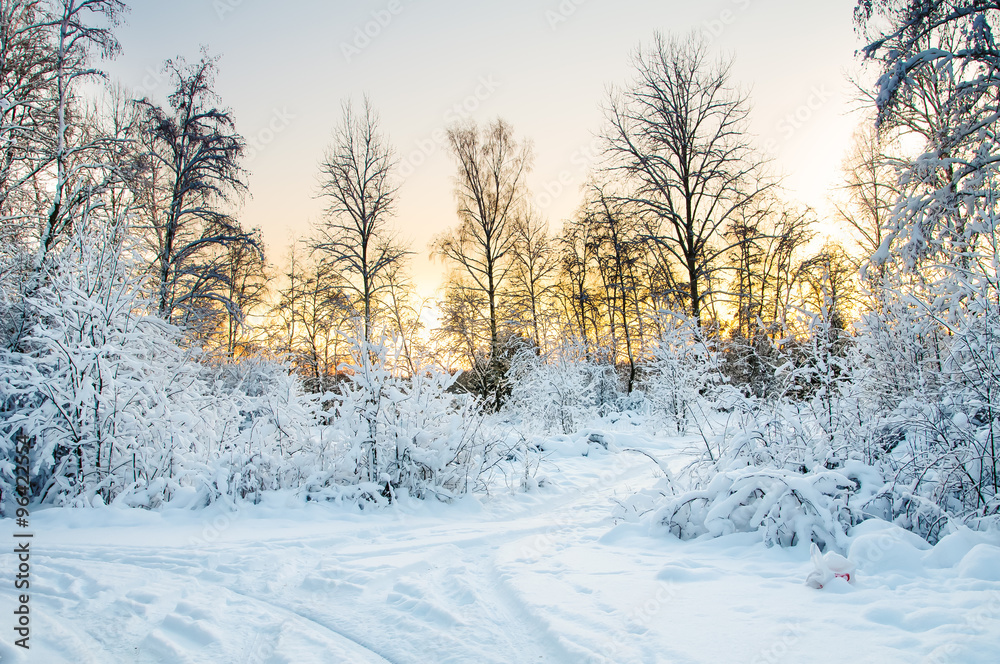 Frost on the trees in the forest. Cold winter day at sunset. Frost and snow on the branches. Beautiful winter nature. Panorama of the winter forest. The winter landscape. Christmas Pastorale. Frost on the trees in the forest. Cold winter day at sunset. Frost and snow on the branches. Beautiful winter nature. Panorama of the winter forest. The winter landscape. Christmas Pastorale.