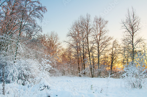 Frost on the trees in the forest. Cold winter day at sunset. Frost and snow on the branches. Beautiful winter nature. Panorama of the winter forest. The winter landscape. Christmas Pastorale © maestrovideo