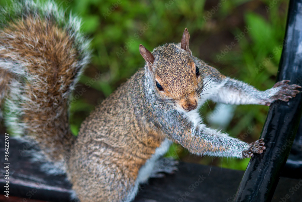 Auf einer Parkbank sitzendes Grauhörnchen (Sciurus carolinensis) grey squirrel Auf einer Parkbank sitzendes Grauhörnchen (Sciurus carolinensis) grey squirrel