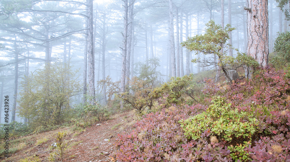 Beautiful morning in the misty autumn forest with fog.
