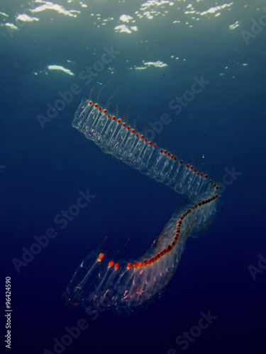 salp