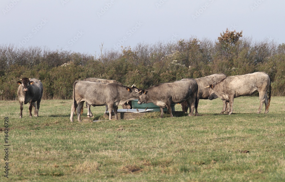 élevage de vaches Bazadaises dans le sud-ouest de la France