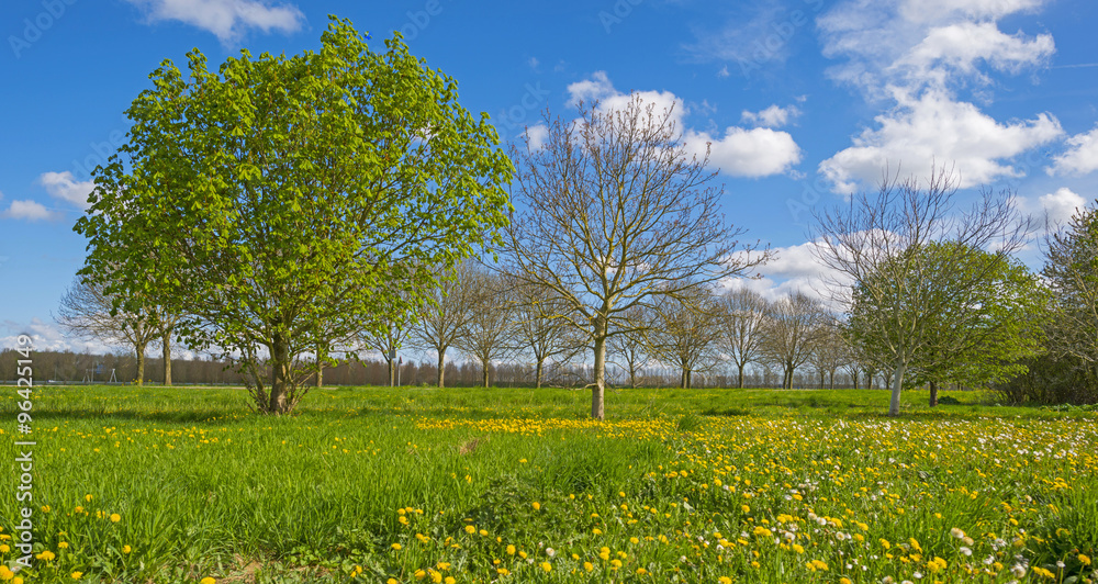 Obraz premium Blossoming chestnut tree in a sunny meadow