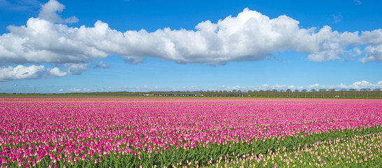 Wandcirkels Tulp Tulpen in zonnig voorjaarsveld  © Naj