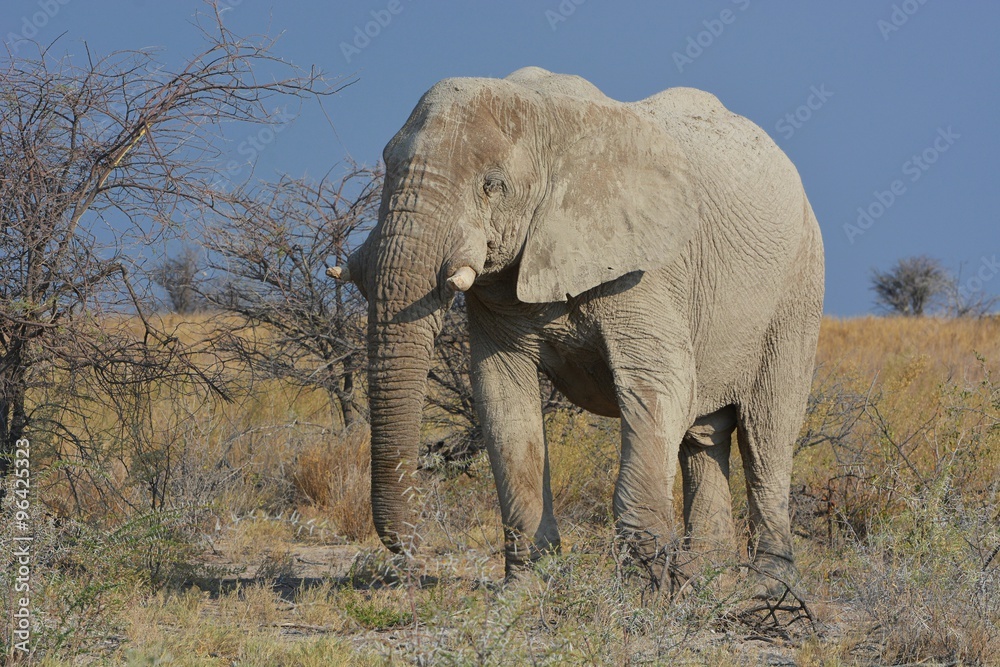 Obraz premium Afrikanischer Elefant im Etosha Nationalpark
