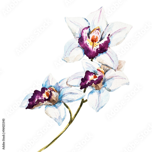 Watercolor orchid flowers photo