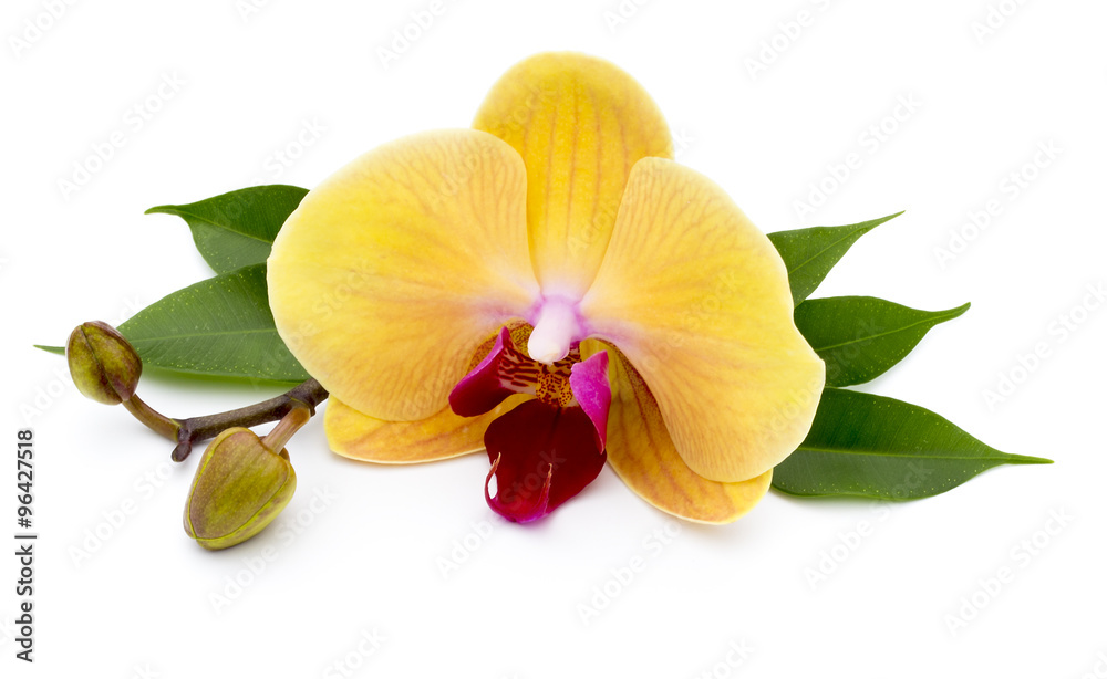 Beautiful yellow orchid on the white background.