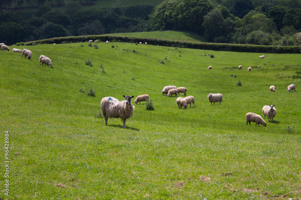 A field of sheep in the welsh countryside