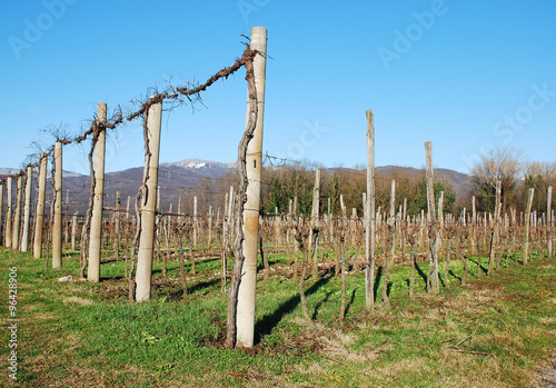 Winter Grape Vines