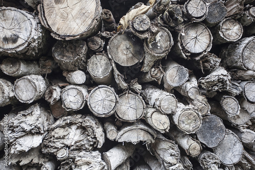 Wood texture background photo