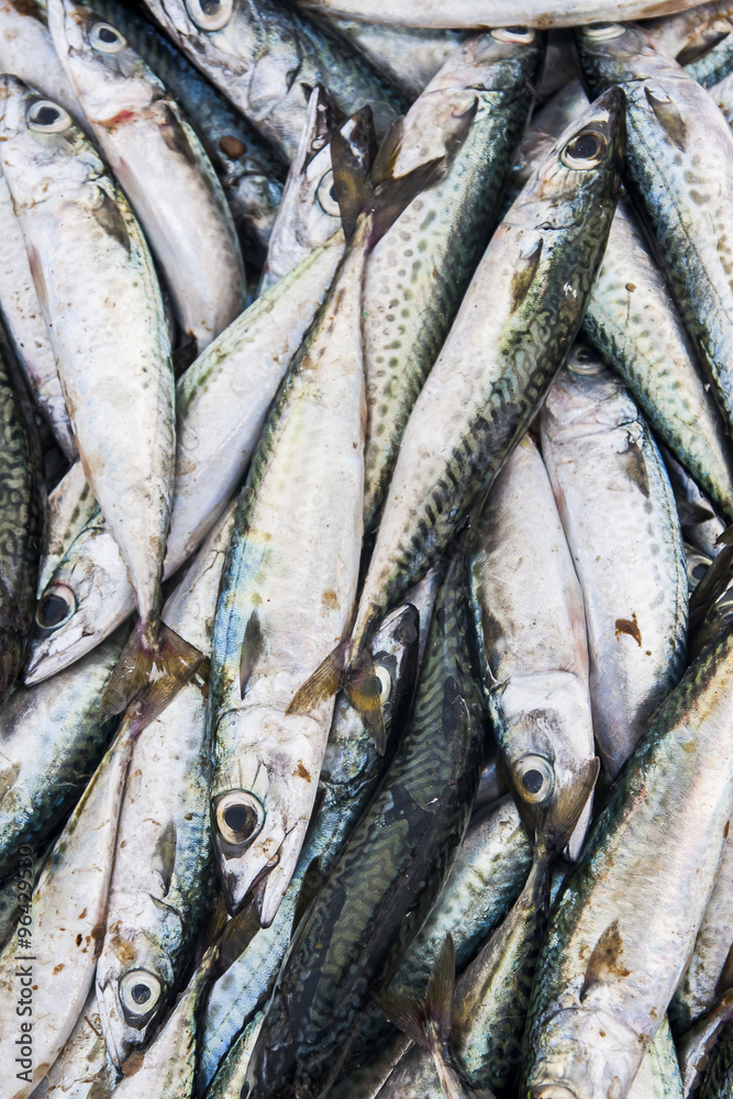 Obraz premium Fish