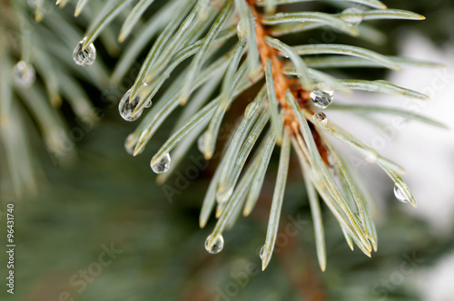 water droplets on the needles of the blue spruce