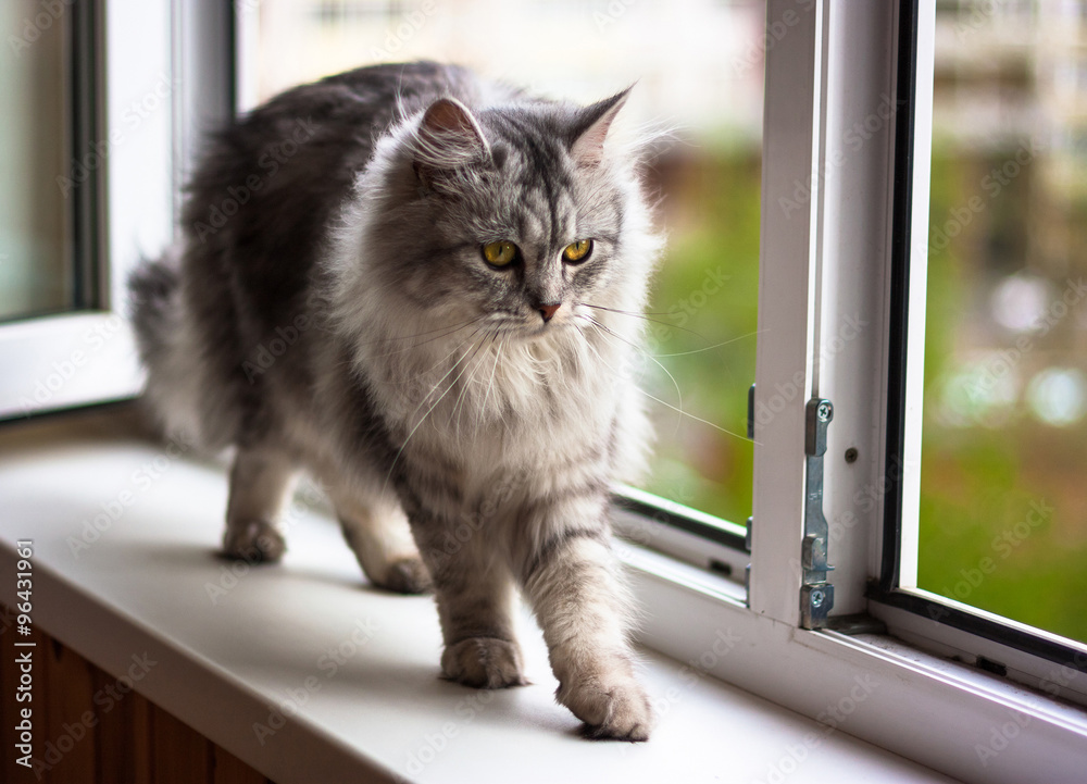 Beautiful cat sitting on a windowsill and looking to the window