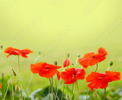 Fototapeta Naklejka Na Ścianę i Meble -   Red poppies on green field.
