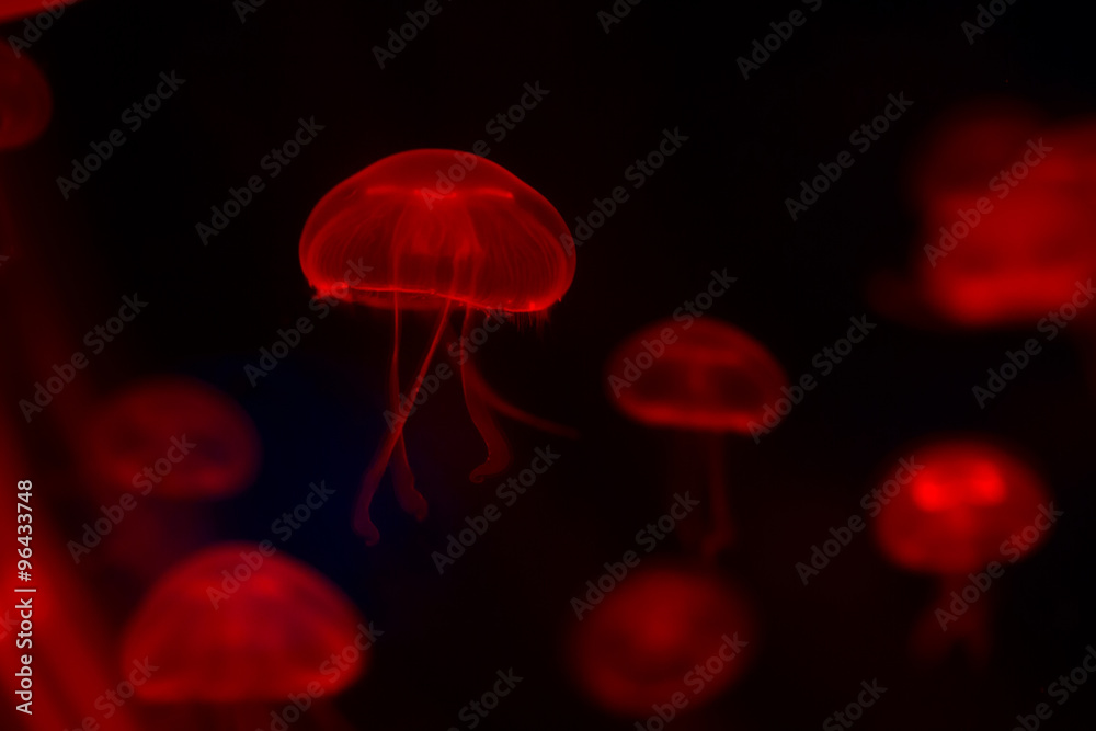 Obraz premium Small jellyfishes illuminated with red light swimming in aquarium