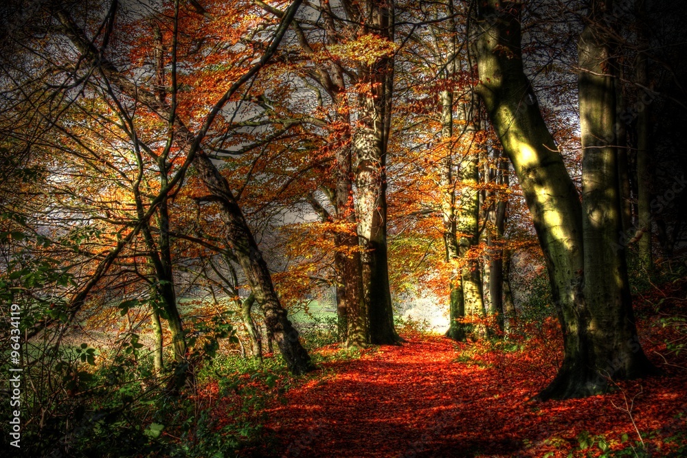Fototapeta premium Herbst im Wald