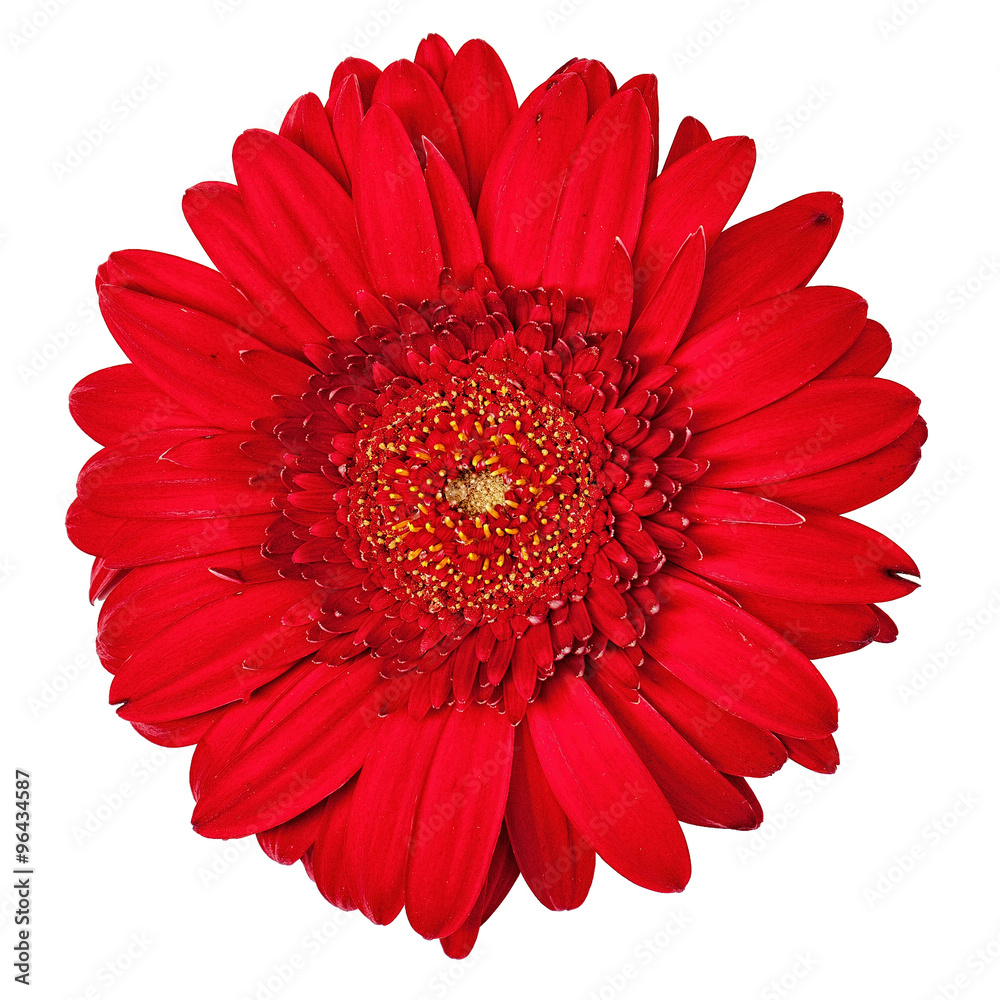 Red Gerbera Flower Isolated