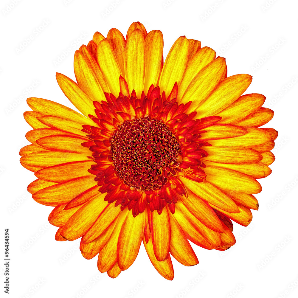 Yellow-Red Gerbera Flower Isolated Yellow-Red Gerbera Flower Isolated