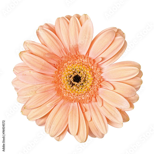 Light Pink Gerbera Flower Isolated