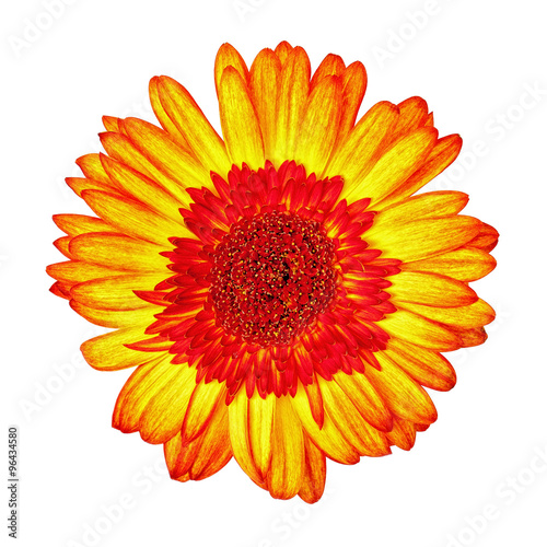 Yellow-Red Gerbera Flower Isolated