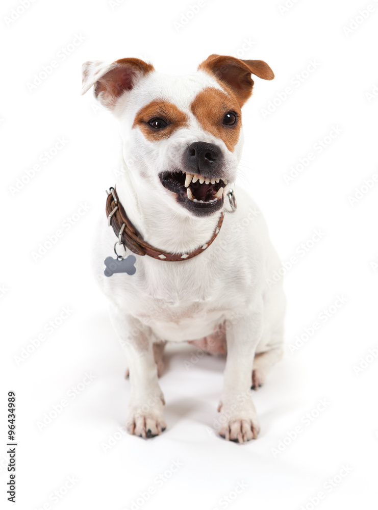 jack russell Terrier with a grin