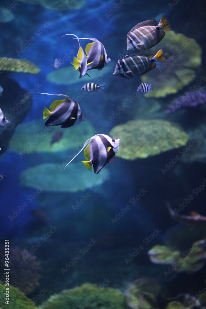 Underwater world - exotic fishes in an aquarium Underwater world - exotic fishes in an aquarium
